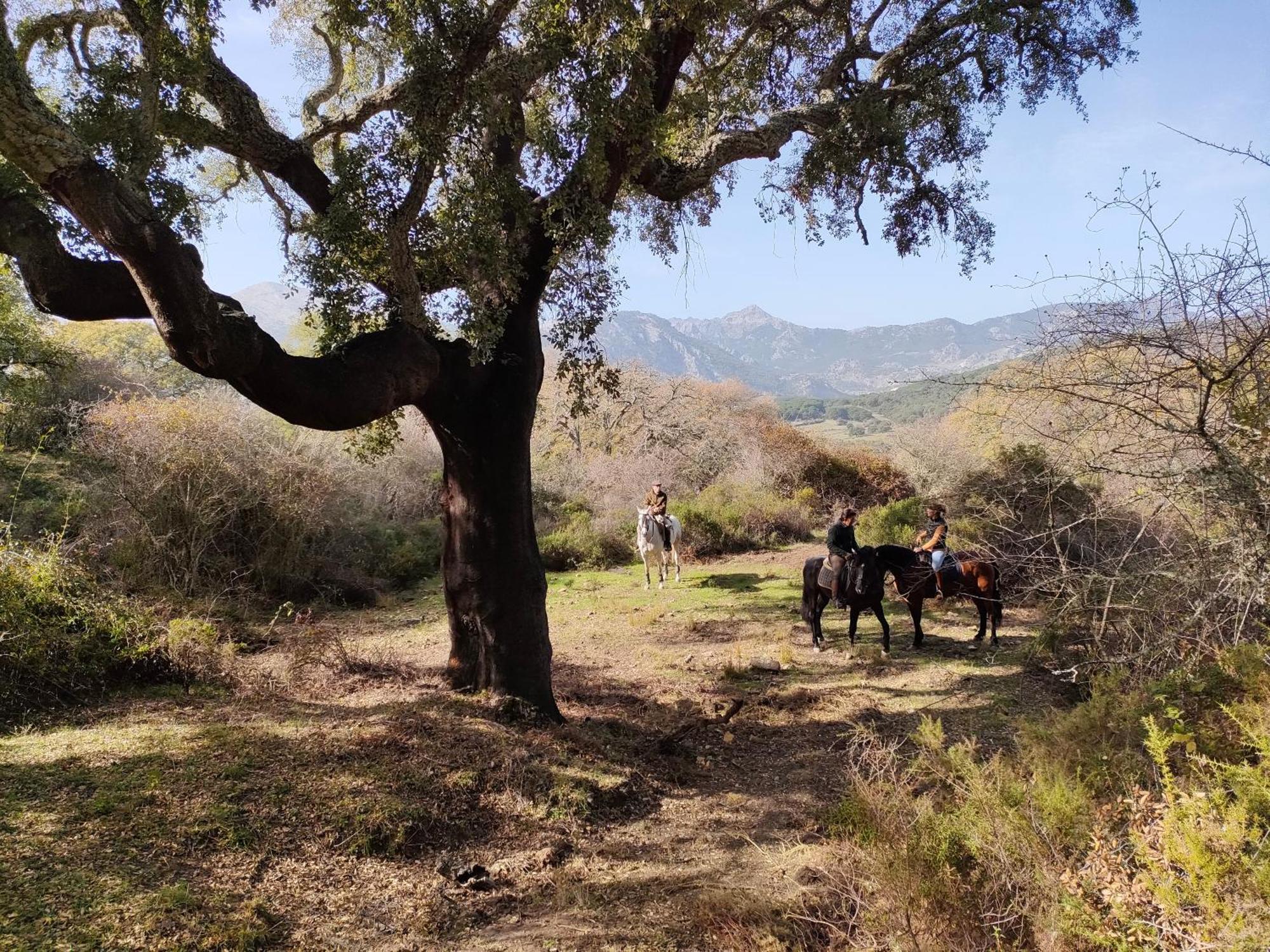 Cabana Rustica En Un Rancho Con Caballos, Prado Del Rey, Andalucia Exterior foto