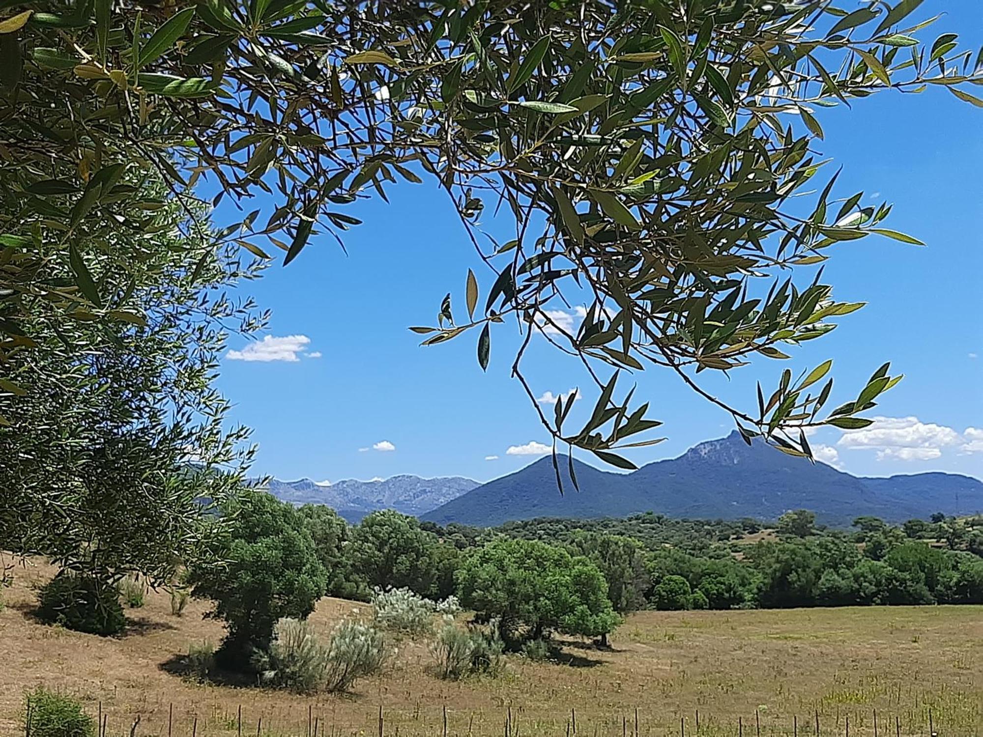 Cabana Rustica En Un Rancho Con Caballos, Prado Del Rey, Andalucia Exterior foto