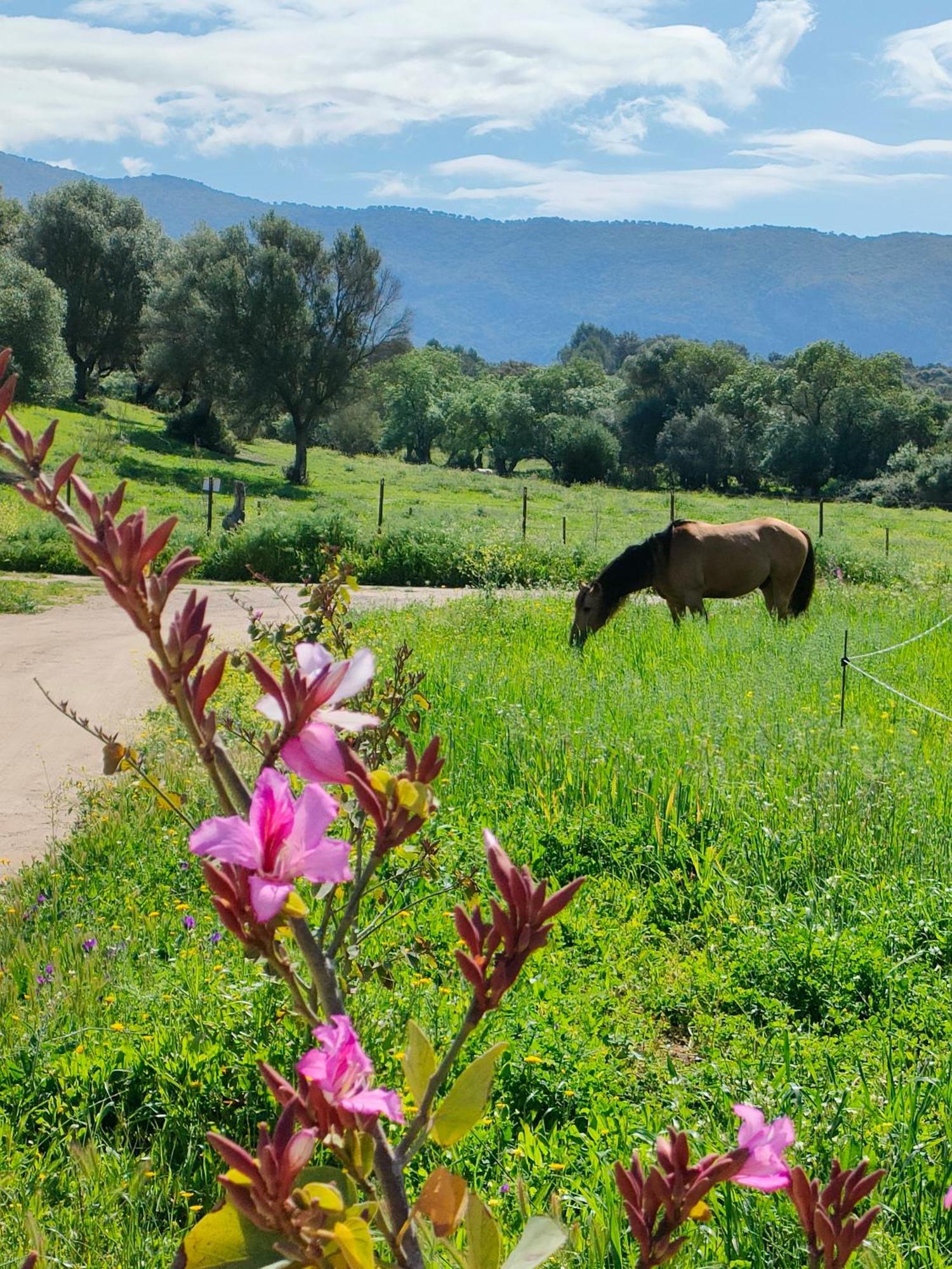 Cabana Rustica En Un Rancho Con Caballos, Prado Del Rey, Andalucia Exterior foto